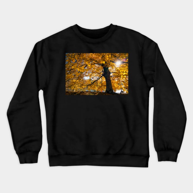 Golden sunshine in the fall in Central Park, New York Crewneck Sweatshirt by Itsgrimupnorth